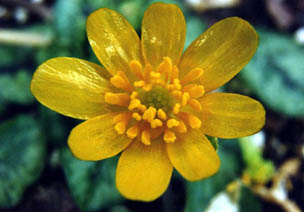 Ficaria verna 'Cuprea'